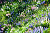 Lupines
