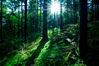 Forest Sunlight