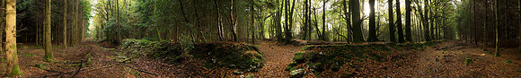Woodland