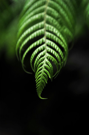 Fern